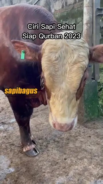 Ciri-Sapi-Sehat-Qurban-2023